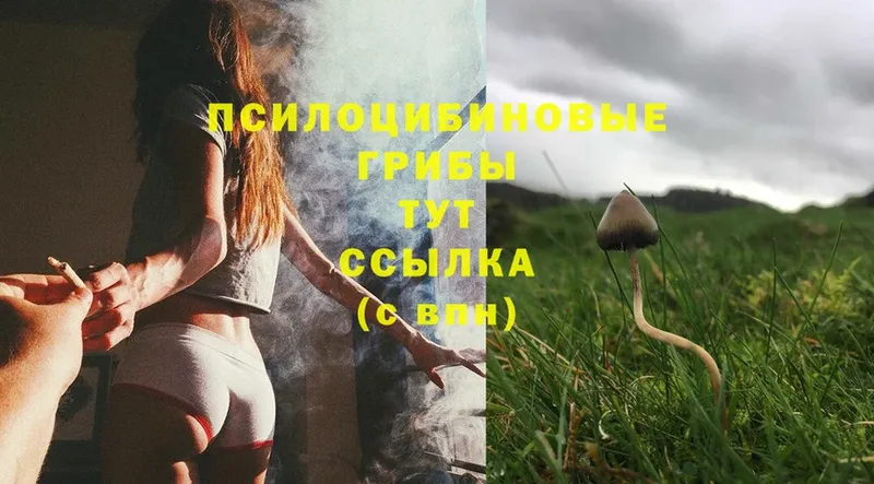 купить   Бахчисарай  Галлюциногенные грибы Psilocybine cubensis 